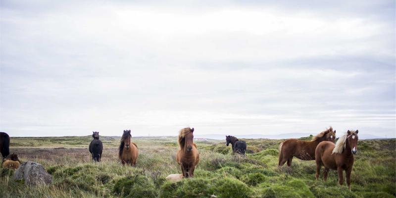 书画拍卖场上的心理学：天价成交背后的竞价策略与市场情绪分析