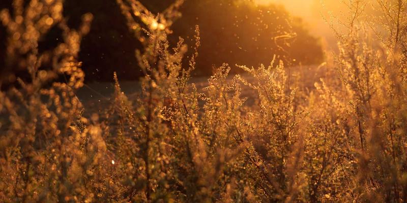 国画与书法艺术的守护：书画装裱修复技艺的现代传承与科学保护方法探析