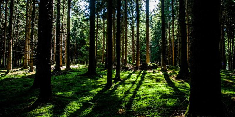 国画新浪潮：当代水墨画创新趋势与艺术品交易市场洞察